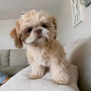 Chloe