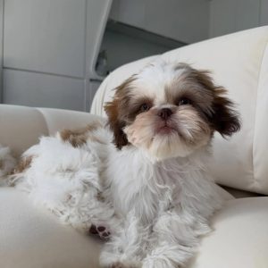 Milo