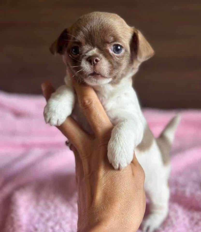 Archie