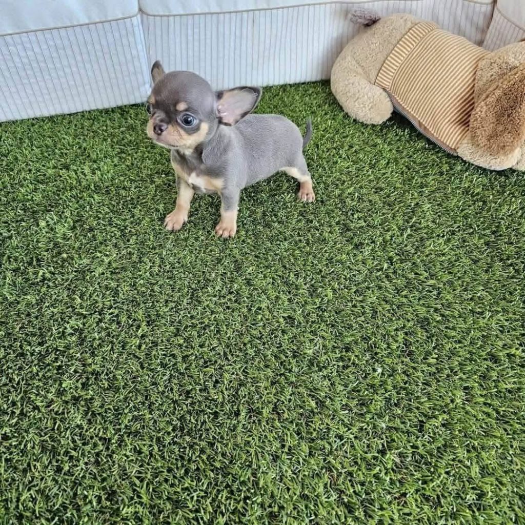 Finn