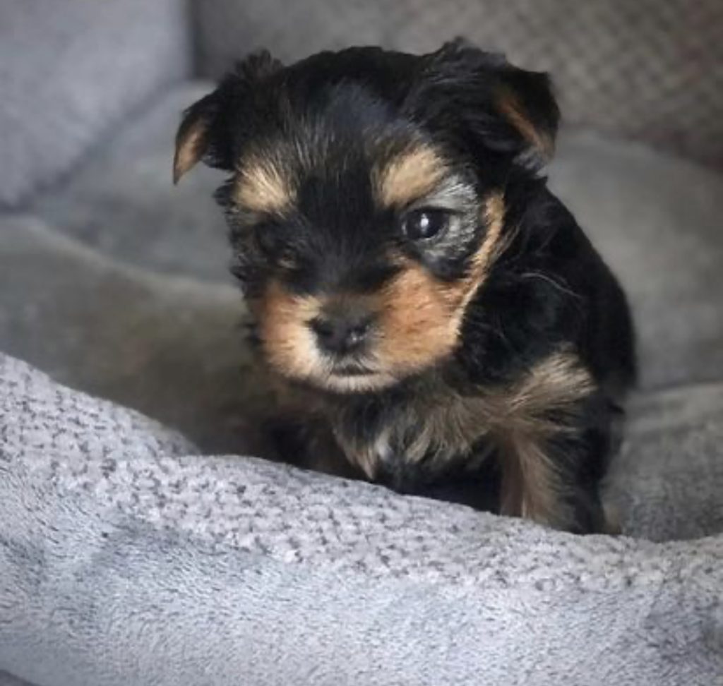 Bentley