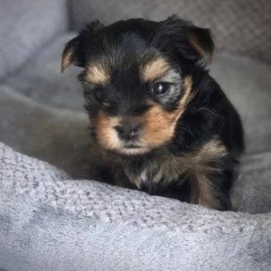 Bentley