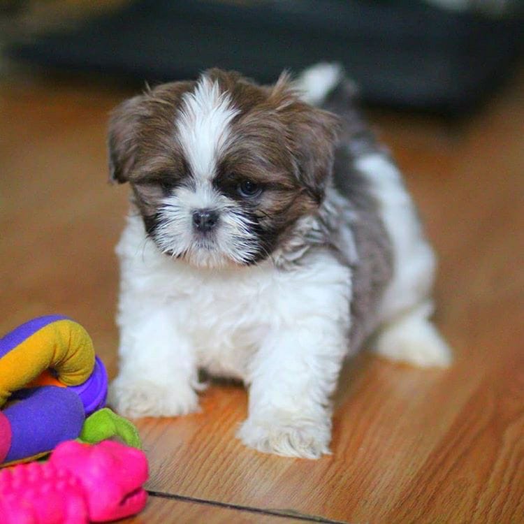 Bailey