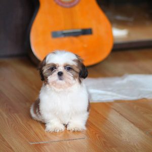 Toby