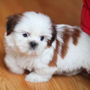 Coco